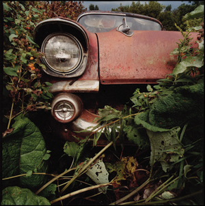 palmeri-image
