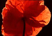 flopy-poppy