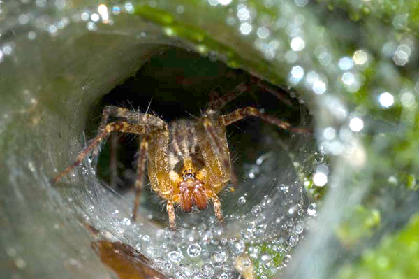 spider